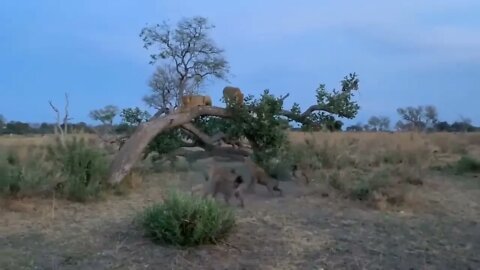 The Lion's Leg Was Bitten Off By Hyena During A Fierce Confrontation Over Food - Lion Vs Hyenas-4