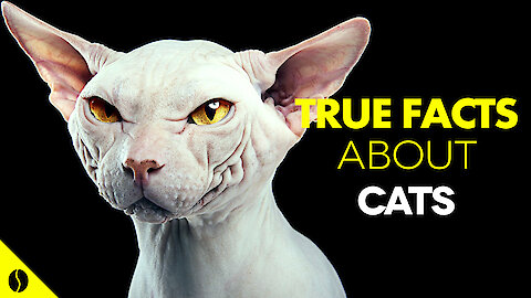 True Facts About Cats