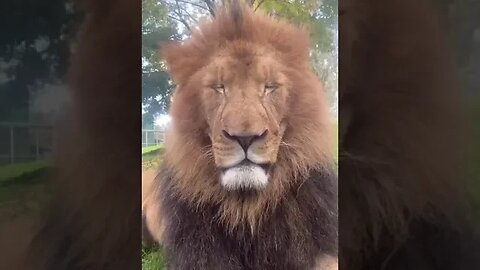 Despite their huge teeth, lions don't actually chew their food.