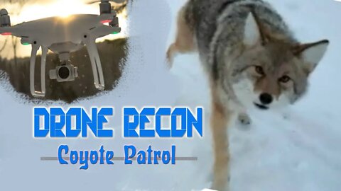 Drone - Coyote Recon Patrol - Do you see any?