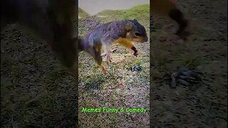 Meme - Esquilo não gostou da alimentação e castigou seu dono