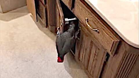 Prying parrot goes snooping in bathroom cabinets