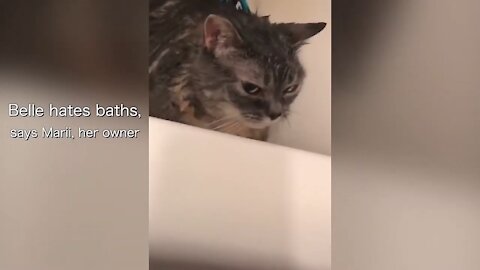 Plz plz plz help this cat #catlover #UniqueCats
