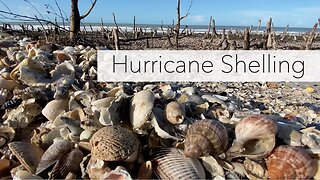 Post Hurricane Shelling. Epic Finds in the 10K Islands After Hurricane Nicole.