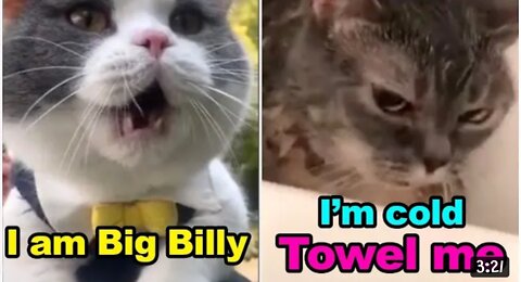 Cats talking😮😂😍 !! these cats can speak english better than hooman