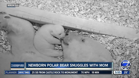 Newborn polar bear snuggles with mom at Berlin zoo