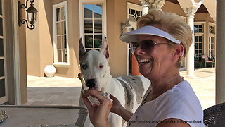 Funny Great Dane Politely Eats Chicken Wings With Friends