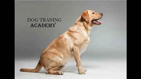 How To Teach any Dog Recall With The E\Collar