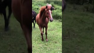 Dog is tempted to chase horses