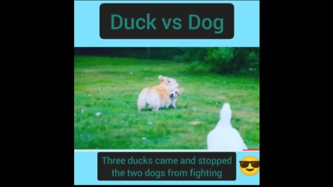 Dog versus Duck