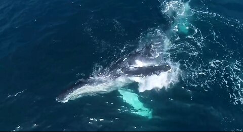 Humpback Whale Breaching At La Jolla Shores