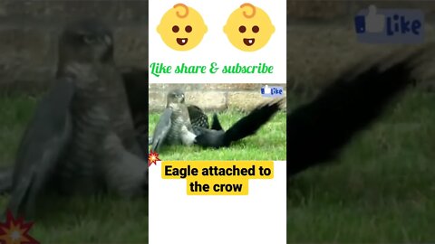 Eagle 🦅 attached to the crow©#shorts #youtubeshorts #shortsfeeds