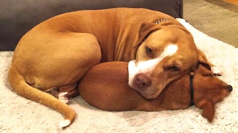 Man Comes To Adopt Pit Bull At Shelter But Dog Refused To Let Go of Her Best Friend