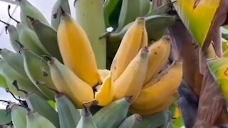 ripe banana on the tree