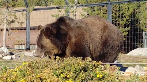 Bear chowing down in West Yellowstone