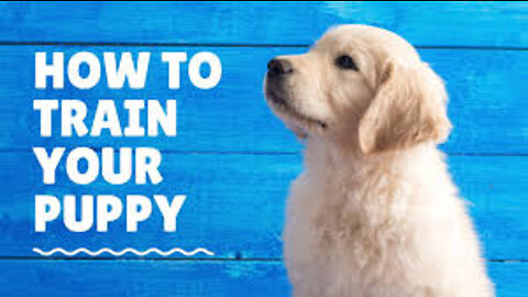 FREE DOG TRAINING SERIES – : how to teach your dog to sit and drop