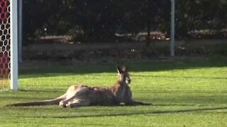 Canguro invade campo di calcio in Australia