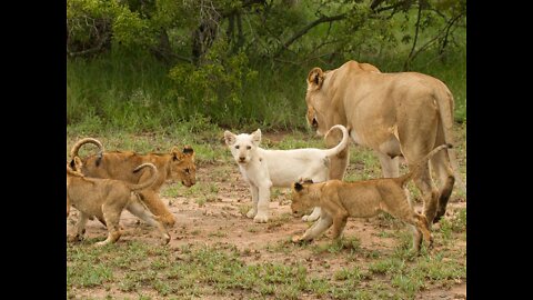 Most Amazing Moments Of Wild Animal 2022 | lion king | wild animals