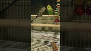Female Budgie Parrot Loves Her Mate 😍 #budgies #shorts #parakeets #birds #youtubeshorts