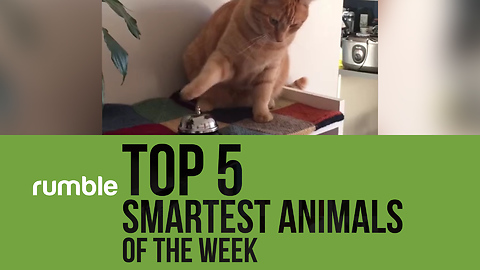 Rumble Virals presents the top 5 smartest animals of the week!