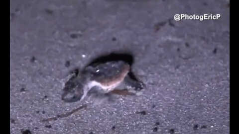 PBC: 50% of current sea turtle nests lost