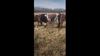 Shorthorn bull chillin'.