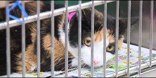 The Animal Foundation waiving adoption fees for adult cats and dogs