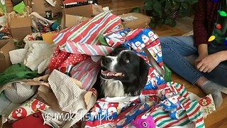 Border Collie Christmas: Opening Presents