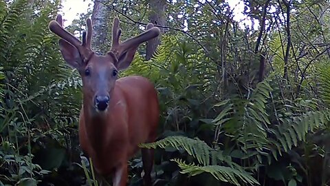 Double Split Brow Tines