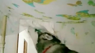 Siberian Husky comically tries to say 'I love you'