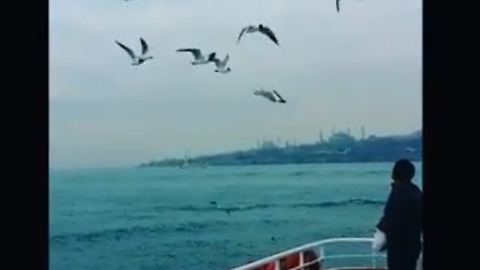 Istanbul, People feeding Seagulls on Ferry - Bosphorus