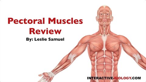 086 Pectoral Muscles Review