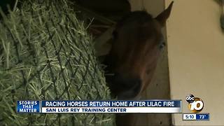 Racing horses return home after Lilac Fire