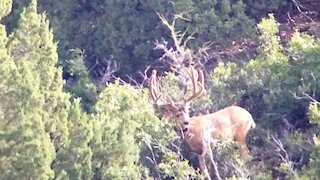 Monster 6x5 Utah Mule Deer Buck "Mr Bling"