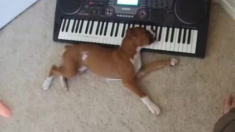 Puppy Experiences Musical Revelation While Medicated