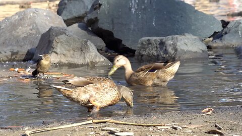 CatTV: Ducks Looking and Swimming