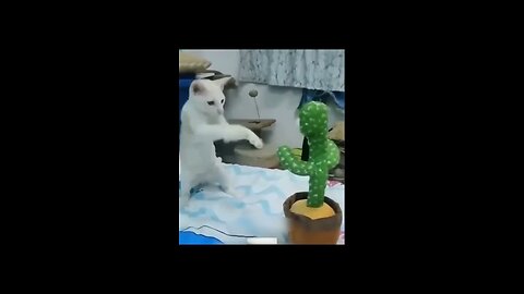 Funny Animal Videos Of The Day 🤣🤣🤣