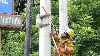 Tiny Sloth Rescued From Telephone Pole In Costa Rica