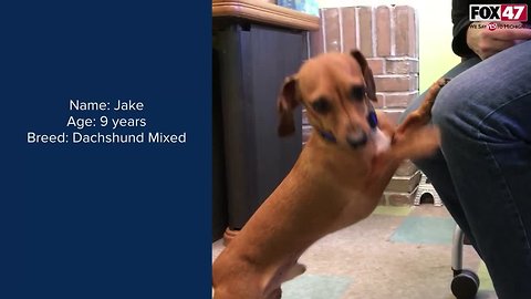 FOX Finder Pet Finder - Meet Jake