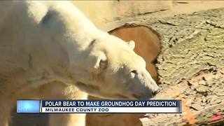 Milwaukee County Zoo using a polar bear to make Groundhog Day prediction this year