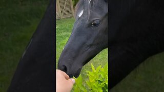 Baby Horse soft nose #horses