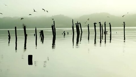 Beachfront B Roll Birds on Wood Free to Use HD Stock Video Footage