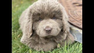 Newfoundland puppy howl is the cutest thing ever