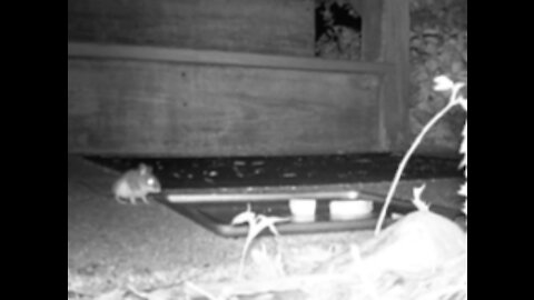 Little Thief Steals Food Meant for Possum