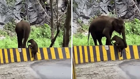 The elephant's mother helps her cub cross a concrete barrier