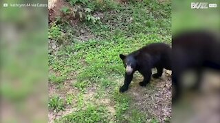 Urso curioso investiga interior de veículo