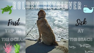 Golden Retriever Visits Atlantic Ocean For The First Time (Pensacola, Florida)