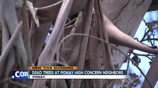 Dead trees at Poway High concern neighbors