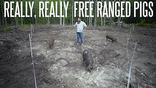 You Don't Need A Fence To Raise Pigs