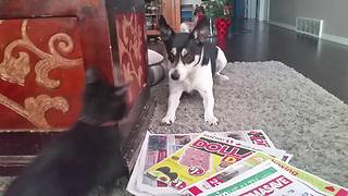 Cat & Dog Play Fight, But Who Will Win?